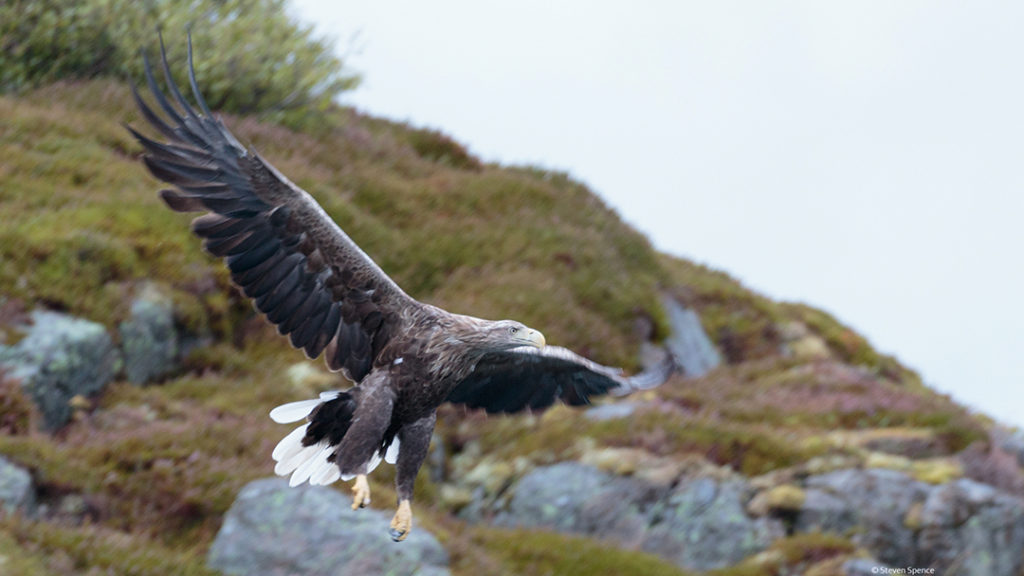 Norwegian Sea Eagles