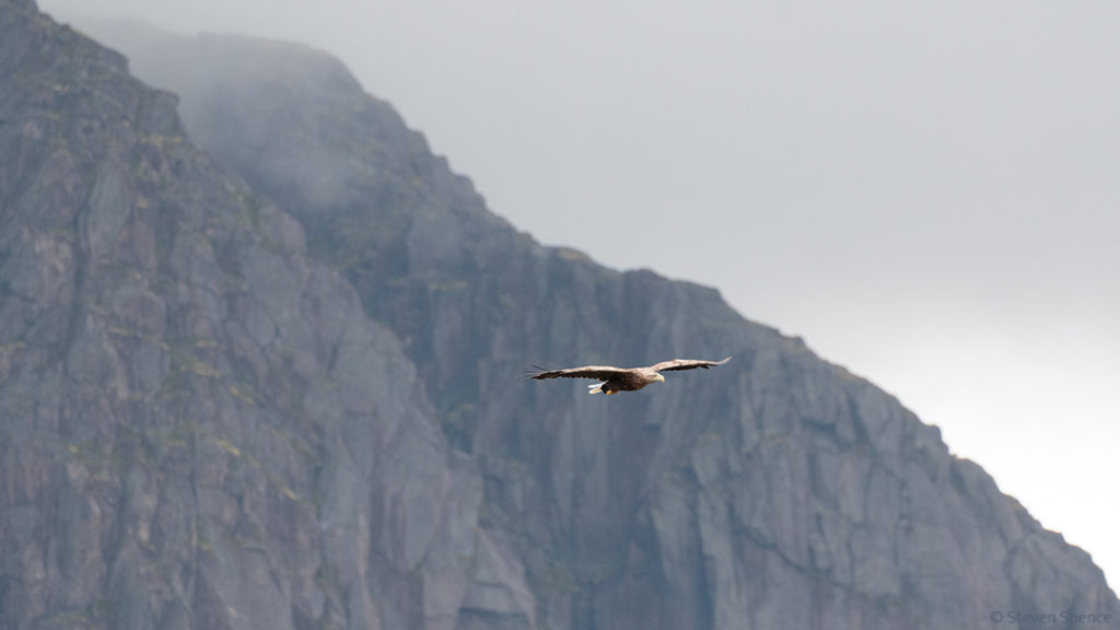 Norwegian Sea Eagles