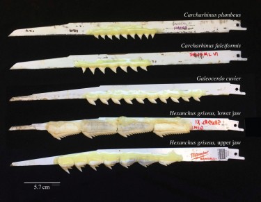 How Do Shark Teeth Bite?