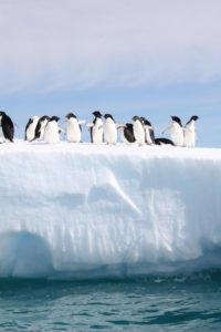 What Happens When Antarctica Melts?