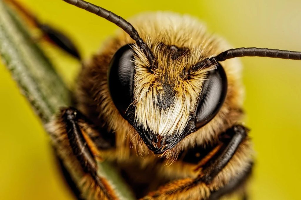 The Brainy Life of Bees