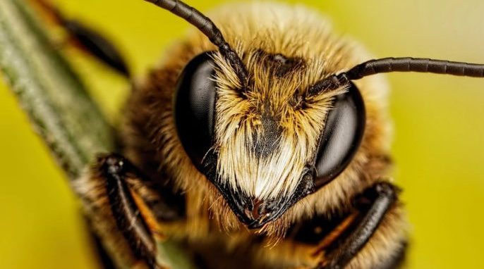 The Brainy Life of Bees
