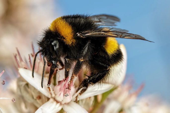 The Brainy Life of Bees