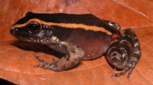 Amazonian Frog Uses Mimicry to Ward Off Ants