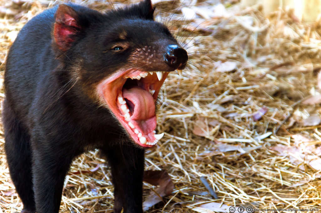 Tasmanian Devils Fight Facial Cancer