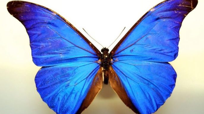 How Nature Uses Physics to Create the Color Blue