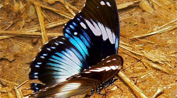 How Nature Uses Physics to Create the Color Blue