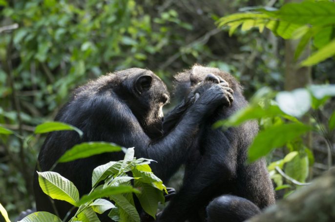 Old Bonobos Need Reading Glasses