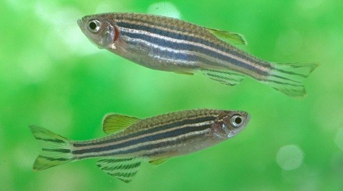 Fish Fight Club Reveals Brains of Winners and Losers