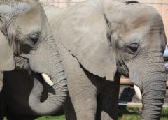 Seized Ivory Traced to Recently Slaughtered Elephants