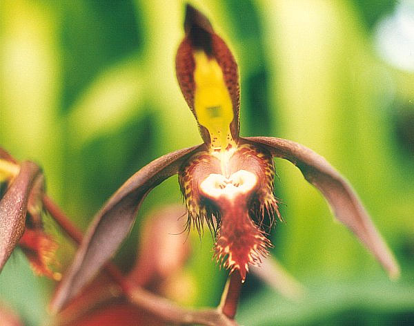 Flower Power: The Physics of Pollination