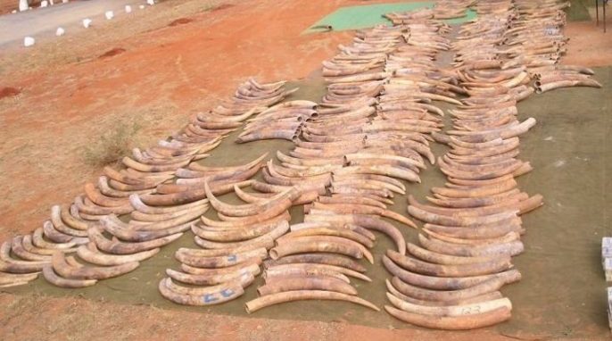 Seized Ivory Traced to Recently Slaughtered Elephants