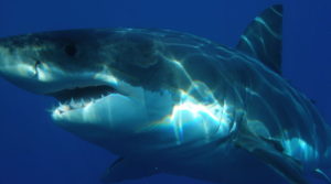 How Do Big Sharks Beat Cancer?