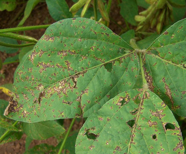 bacterial blight bush