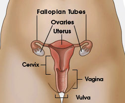 A Better Predictor of Cervical Cancer