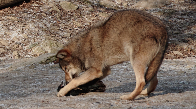 Wildlife Game of Thrones: Wolf versus Crow