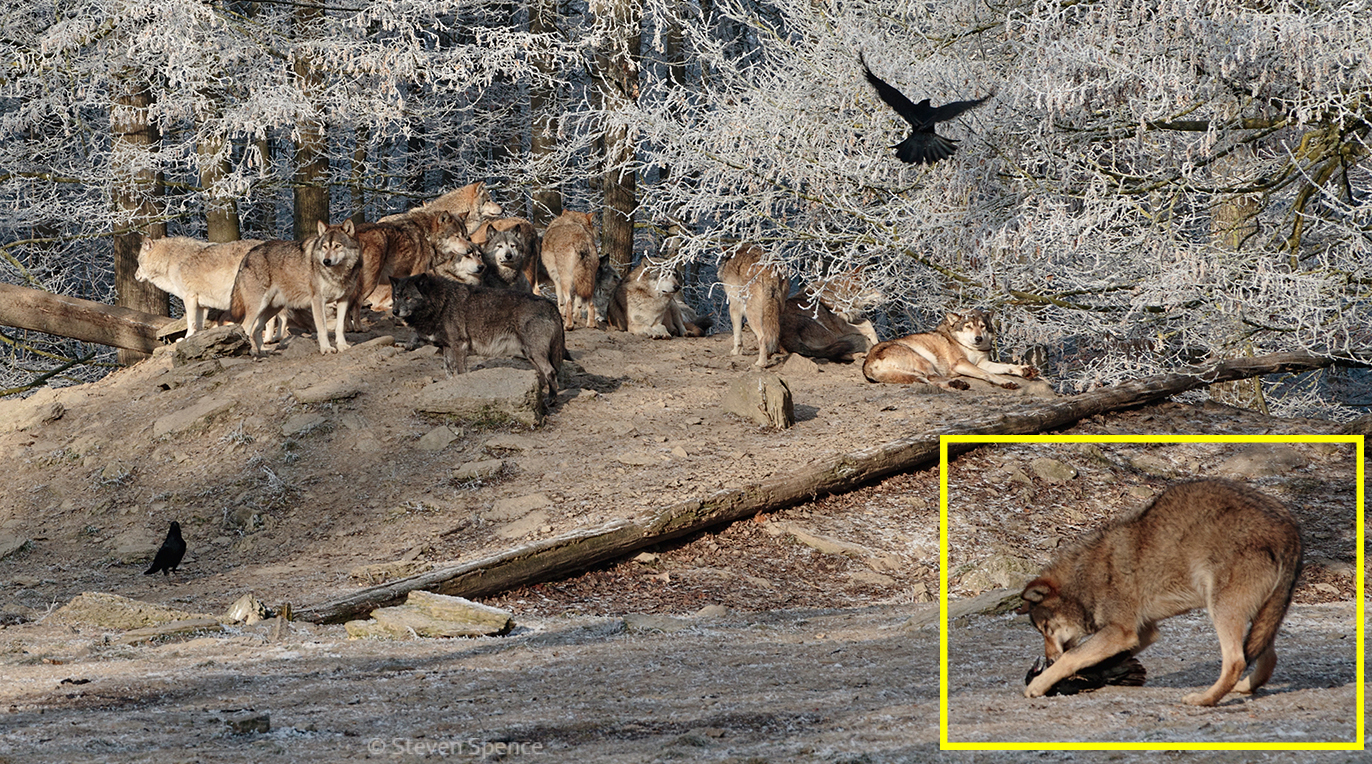 Wildlife Game of Thrones: Wolf versus Crow