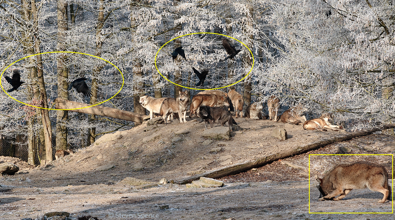 Wildlife Game of Thrones: Wolf versus Crow