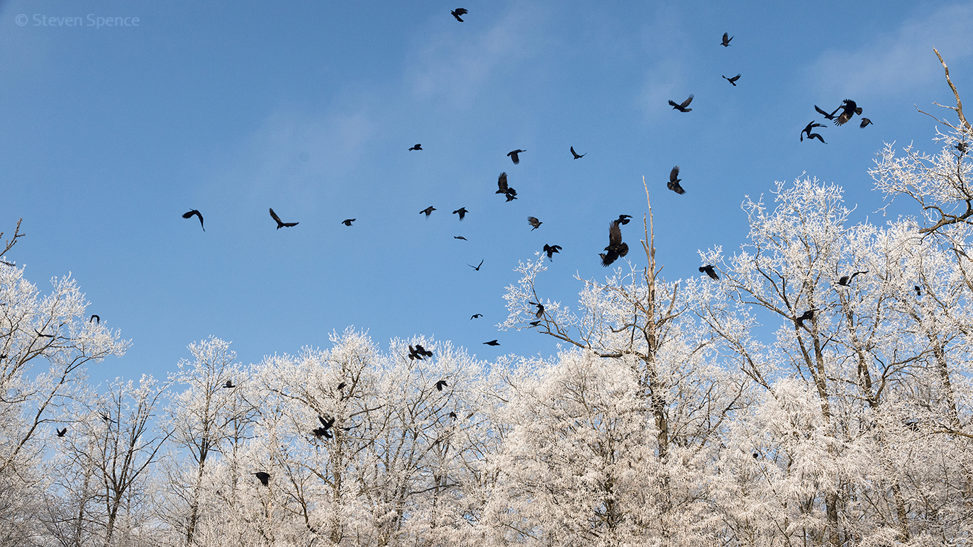 Wildlife Game of Thrones: Wolf versus Crow