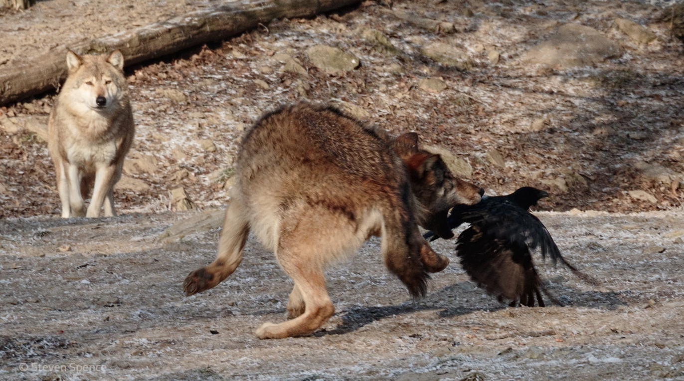 Wildlife Game of Thrones: Wolf versus Crow