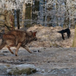 Wildlife Game of Thrones: Wolf versus Crow