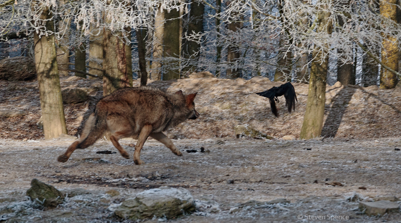Wildlife Game of Thrones: Wolf versus Crow