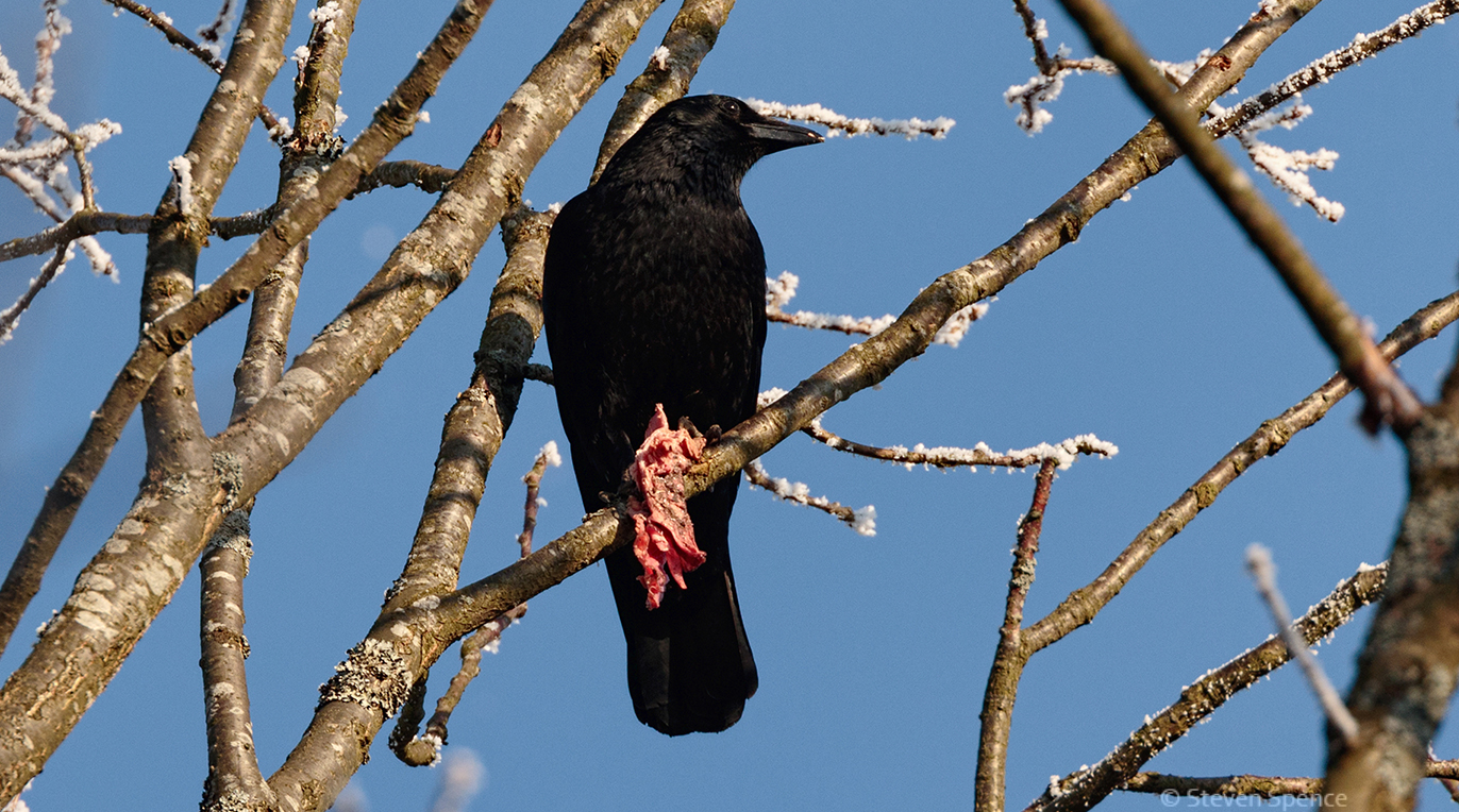 Wildlife Game of Thrones: Wolf versus Crow