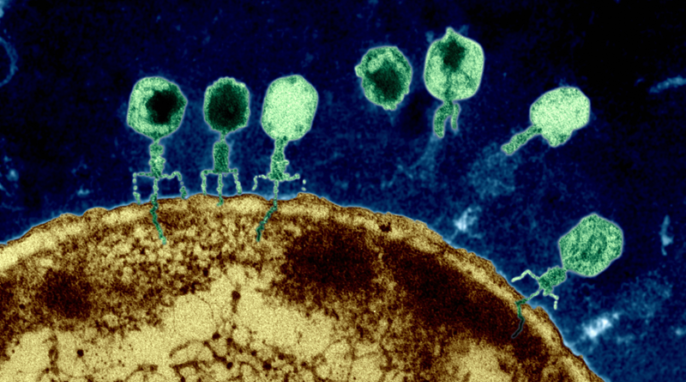 Viruses Are Talking, and It’s All About Peer Pressure