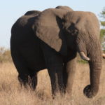 Wire Netting on Trees Reduces Impact by Elephants