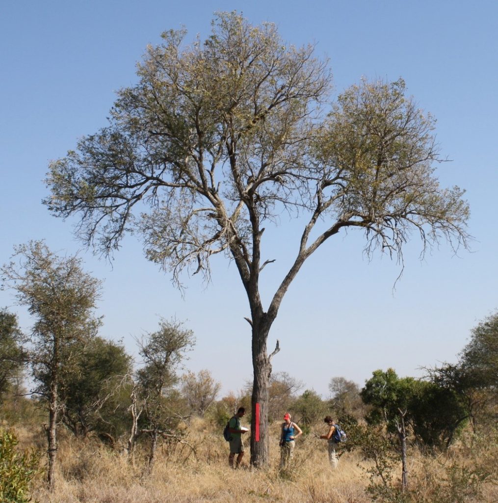 Wire Netting on Trees Reduces Impact by Elephants