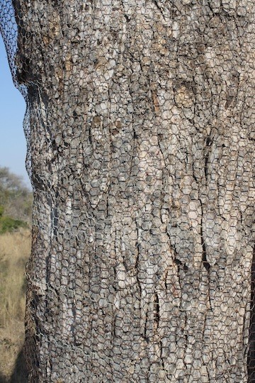 Wire Netting on Trees Reduces Impact by Elephants