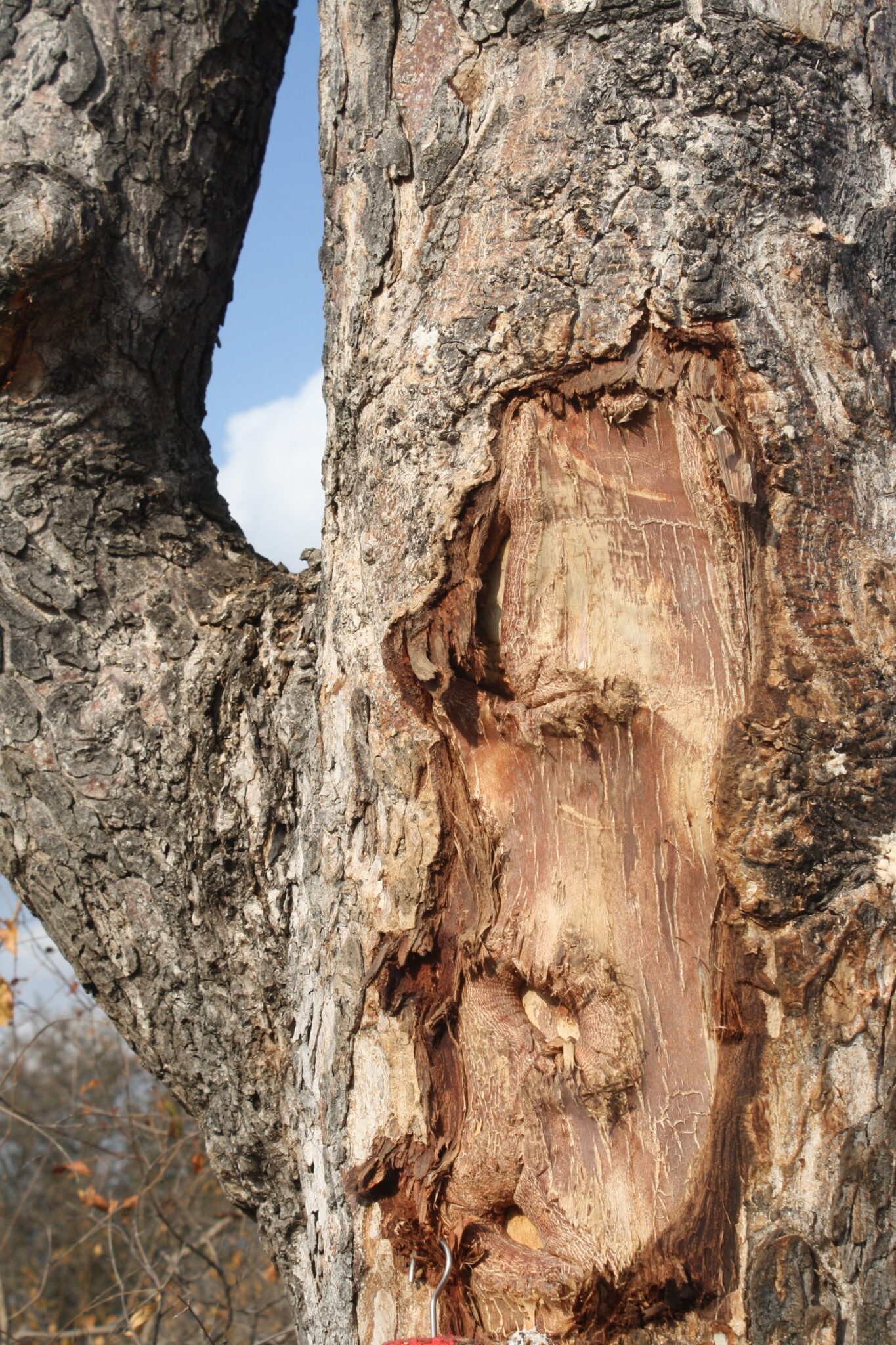 Wire Netting on Trees Reduces Impact by Elephants