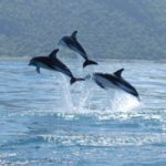 Studying the Dolphin Genome for Human Health