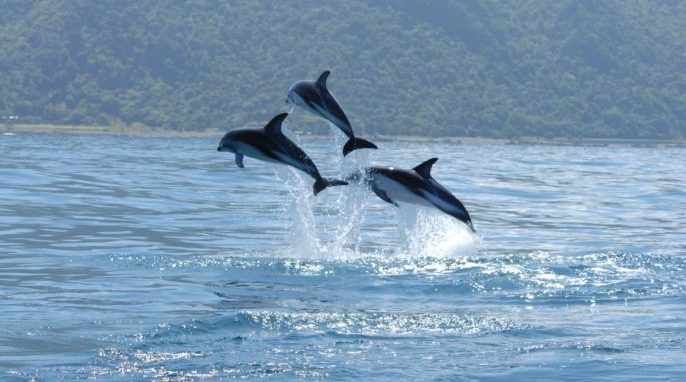 Studying the Dolphin Genome for Human Health