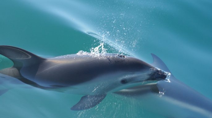 Studying the Dolphin Genome for Human Health