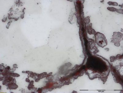 microfossils