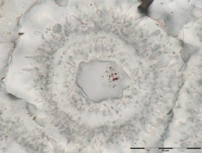 microfossils