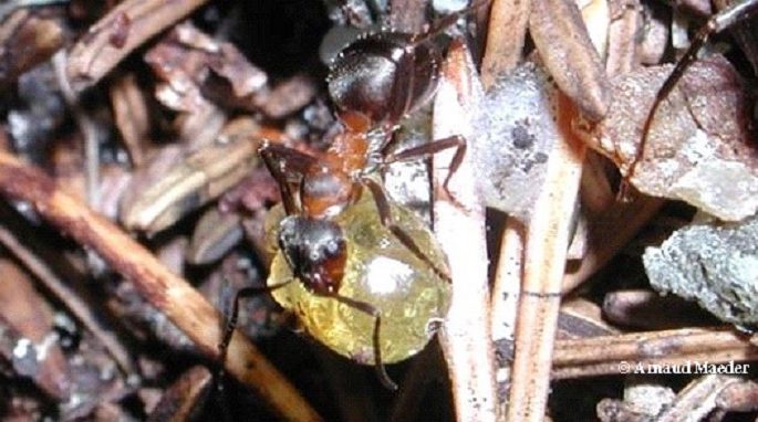 Wood Ants Make Defensive Cocktails Against Microbes