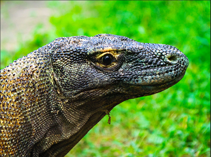 Komodo Dragon Blood Inspires Alternative Antibiotic - Science Connected ...