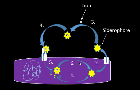 Spinach and Siderophores: The Bacterial Battle for Iron.