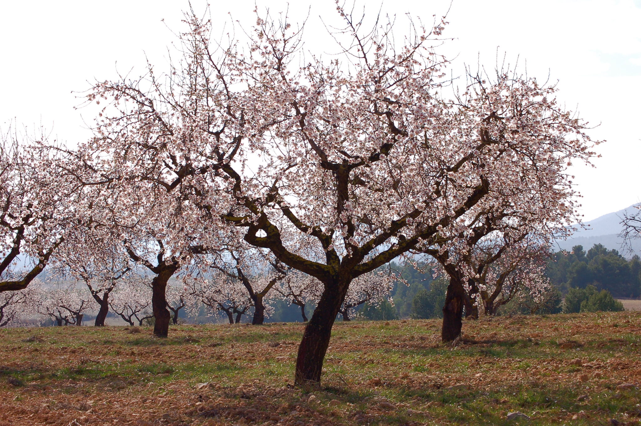 Chemicals Used on Almond Trees Linked to Bee Deaths