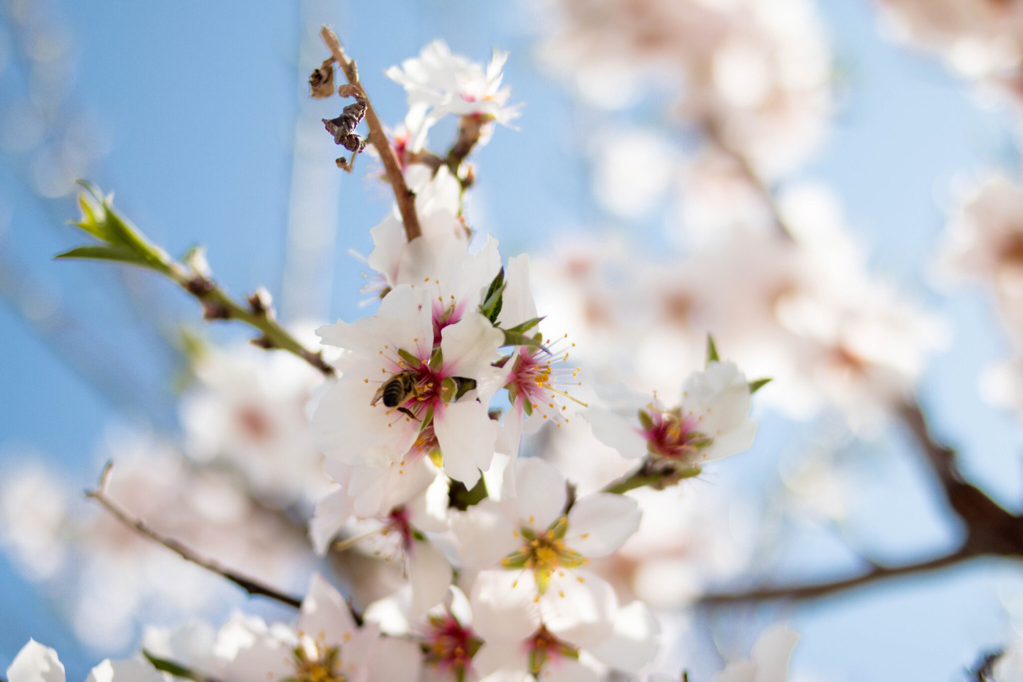 Chemicals Used on Almond Trees Linked to Bee Deaths