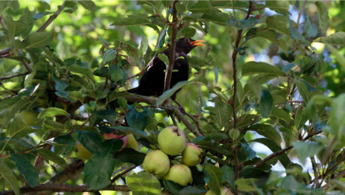 Pesticide-free apple tree.