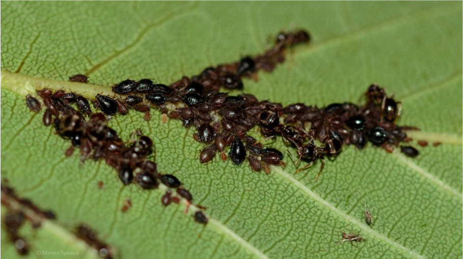 Aphids being tended by ants.