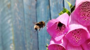 Urban Life of Bees: A Pollination-Parasite Trade-Off