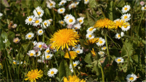 Bee Friendly Garden