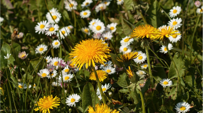 Bee Friendly Garden