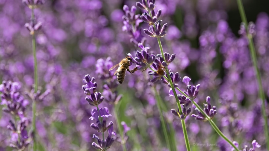 Gardening Alternatives to Pesticides