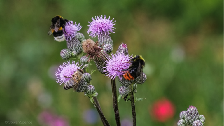 Bee Friendly Garden