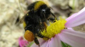 Do Wandering Bees Help Spread Disease?